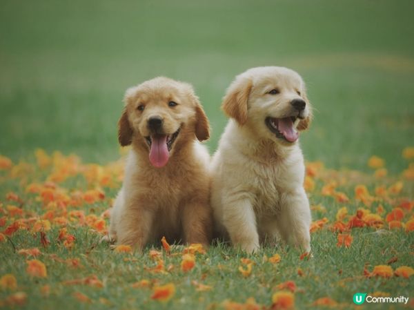 聞一下新嘢，然後用最快速度決定愛定恨。#主子lamlam脷