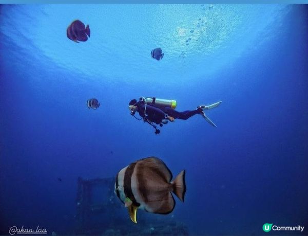 沒有腳的雀仔，最後的淒息地。。