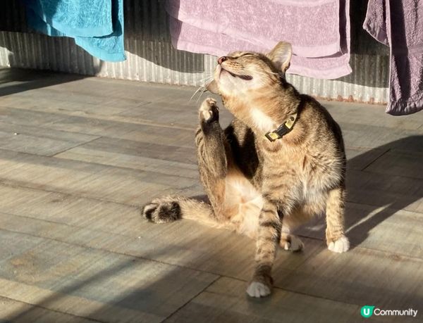 沒有腳的雀仔，最後的淒息地。。