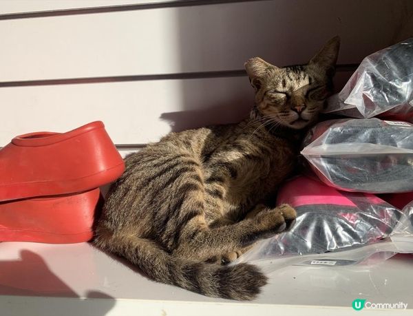 沒有腳的雀仔，最後的淒息地。。