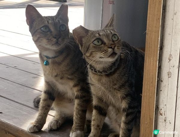 沒有腳的雀仔，最後的淒息地。。