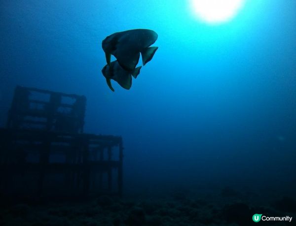 沒有腳的雀仔，最後的淒息地。。