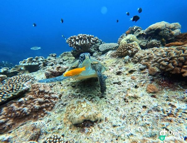 沒有腳的雀仔，最後的淒息地。。