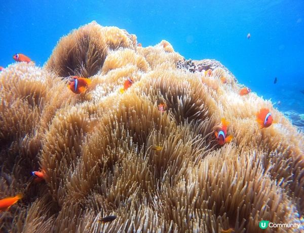 沒有腳的雀仔，最後的淒息地。。