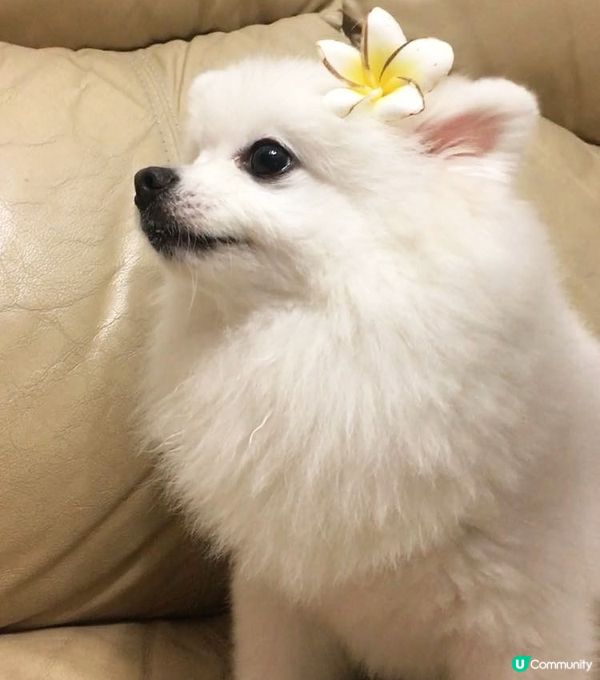 Creamie💞：係咪有夏威夷feel呢？大小姐幫我裝扮㗎！...