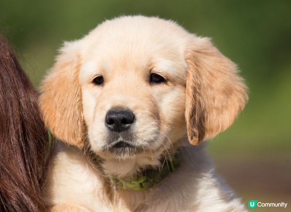 行路個樣好似跳舞咁，身體左右搖擺，鬼咁得意！#主子lamla...