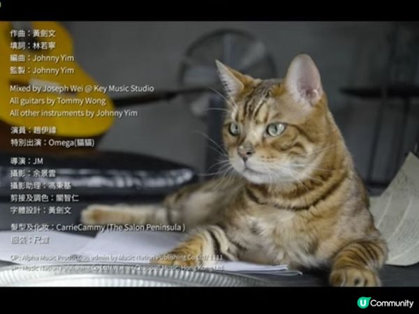 呢隻貓貓交足戲😽