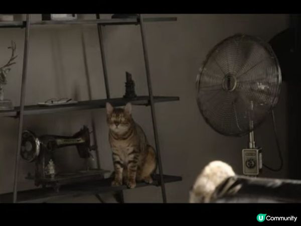 呢隻貓貓交足戲😽