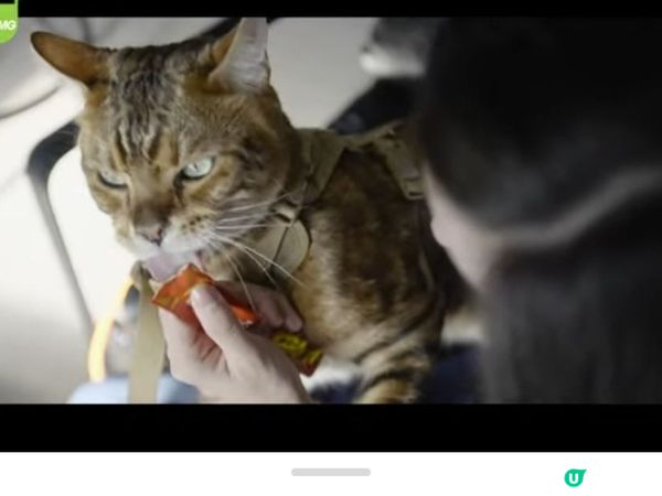 呢隻貓貓交足戲😽