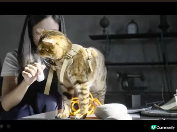 呢隻貓貓交足戲😽