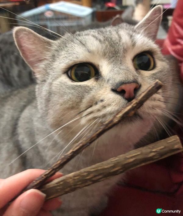 🐱零食放到係口邊都唔食，完全無動於衷，勁搞笑得意😂