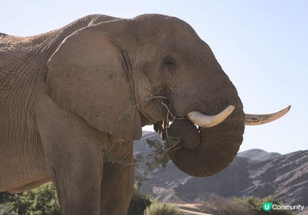 🐘太空館新球幕電影《沙漠小象走天涯》