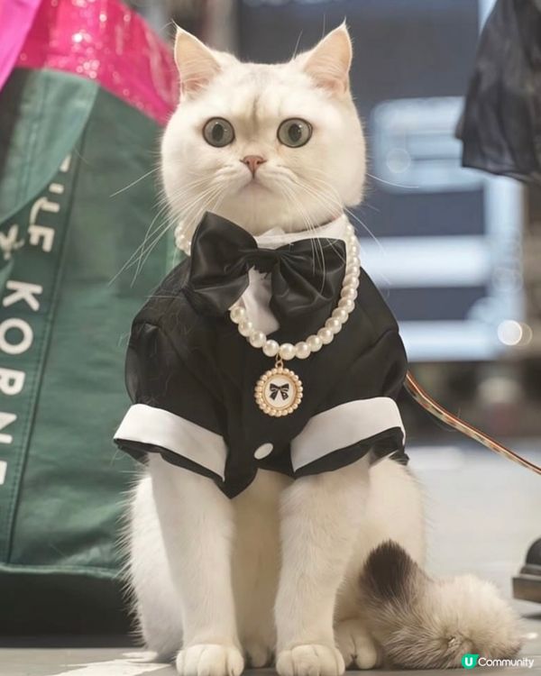 《潮寵黑白大戰總決賽》最合拍表現獎🏅