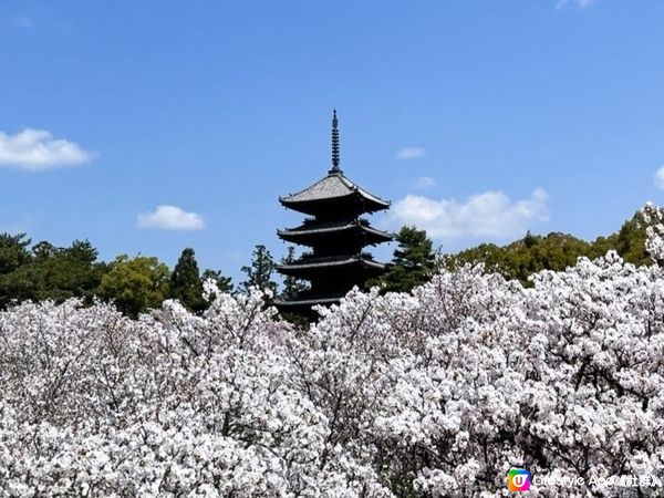 「御室櫻」京都最晚開嘅櫻花🌸
