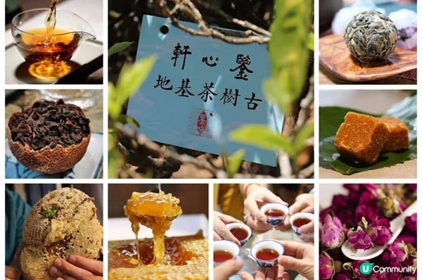 什麼是普洱茶的黃片