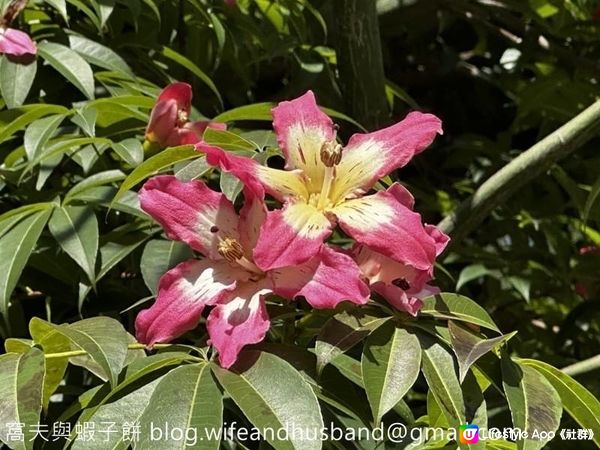 本地遊 | 香港動植物公園 | 必影打卡位蝴蝶蘭花廊 