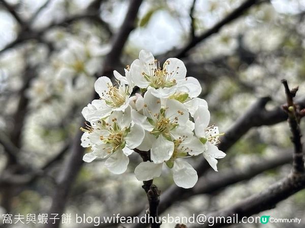 本地遊 | 天水圍 | 天水圍公園繡球花海加龍園李花