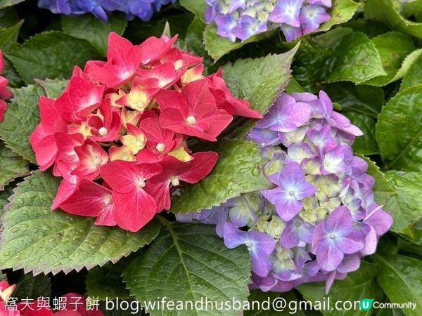 本地遊 | 天水圍 | 天水圍公園繡球花海加龍園李花