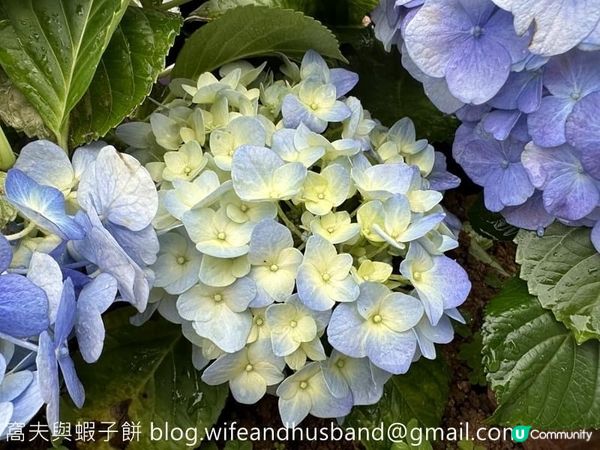 本地遊 | 天水圍 | 天水圍公園繡球花海加龍園李花