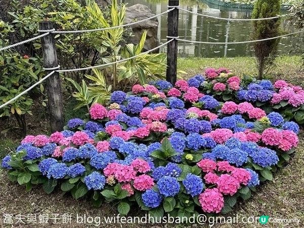 本地遊 | 坐港鐵遊香港 | 青衣站 | 兩個繡球花打卡熱點