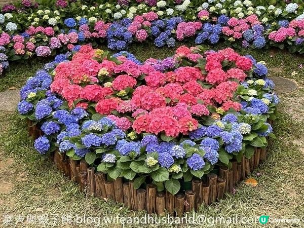 本地遊 | 坐港鐵遊香港 | 青衣站 | 兩個繡球花打卡熱點