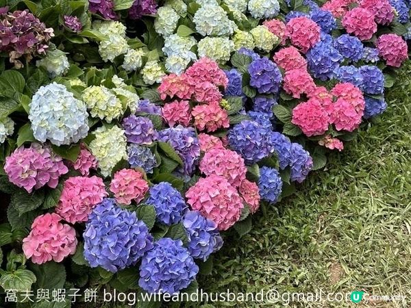 本地遊 | 坐港鐵遊香港 | 青衣站 | 兩個繡球花打卡熱點