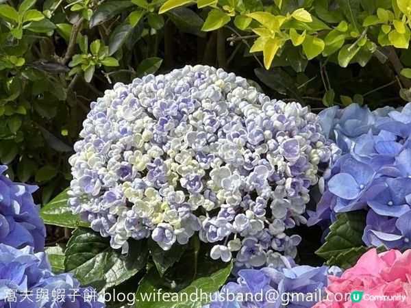 本地遊 | 坐港鐵遊香港 | 青衣站 | 兩個繡球花打卡熱點