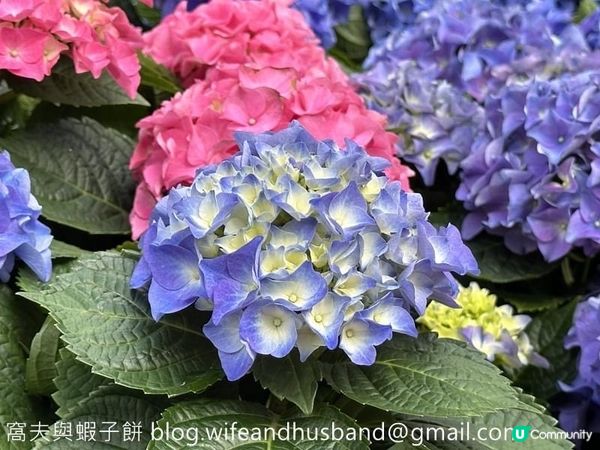 本地遊 | 坐港鐵遊香港 | 青衣站 | 兩個繡球花打卡熱點