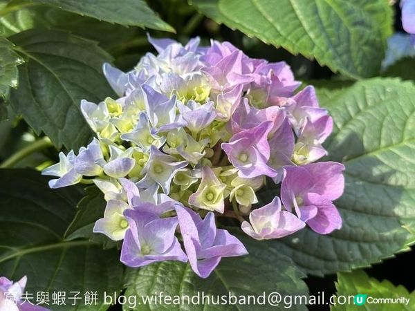 本地遊 | 坐港鐵遊香港 | 青衣站 | 兩個繡球花打卡熱點