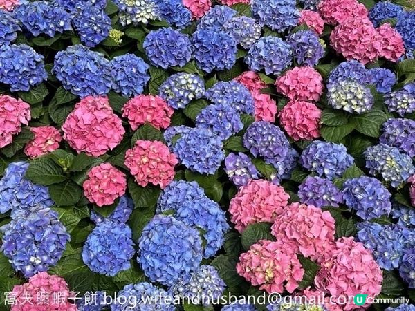 本地遊 | 坐港鐵遊香港 | 青衣站 | 兩個繡球花打卡熱點