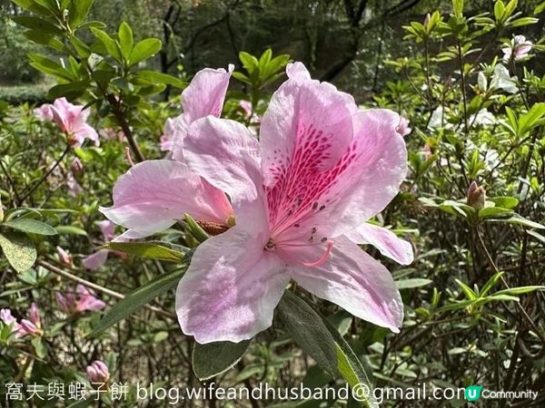 本地遊 | 坐港鐵遊香港 | 青衣站 | 兩個繡球花打卡熱點
