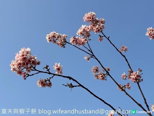 坐港鐵遊香港｜石門站｜安景街公園櫻花以外的驚喜