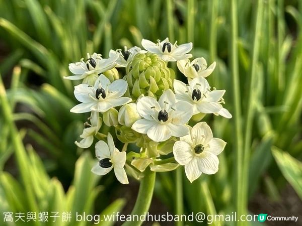 坐港鐵遊香港｜石門站｜安景街公園櫻花以外的驚喜