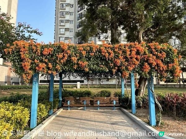 坐港鐵遊香港｜石門站｜安景街公園櫻花以外的驚喜