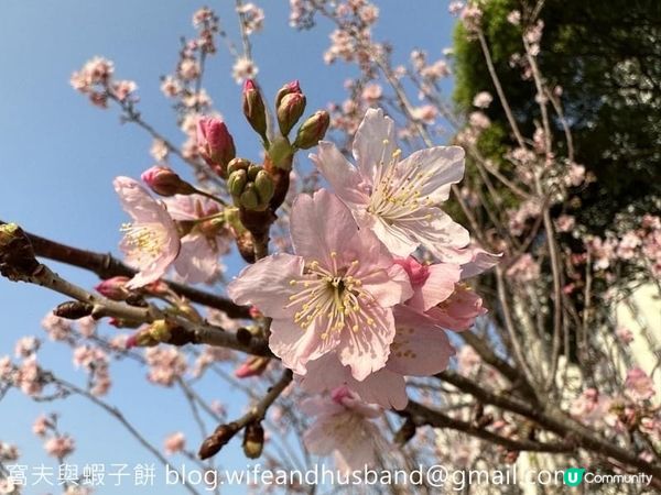 坐港鐵遊香港｜石門站｜安景街公園櫻花以外的驚喜