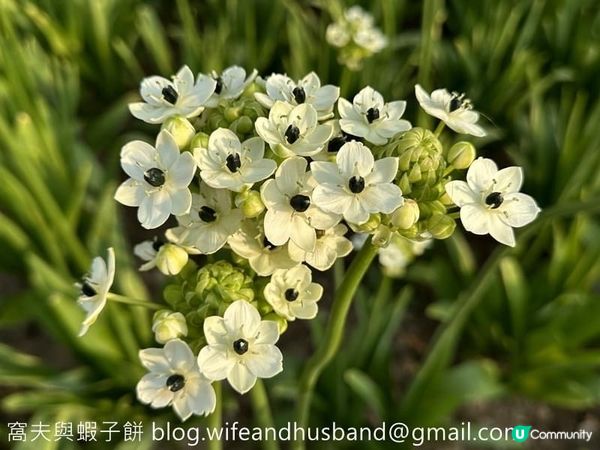 坐港鐵遊香港｜石門站｜安景街公園櫻花以外的驚喜