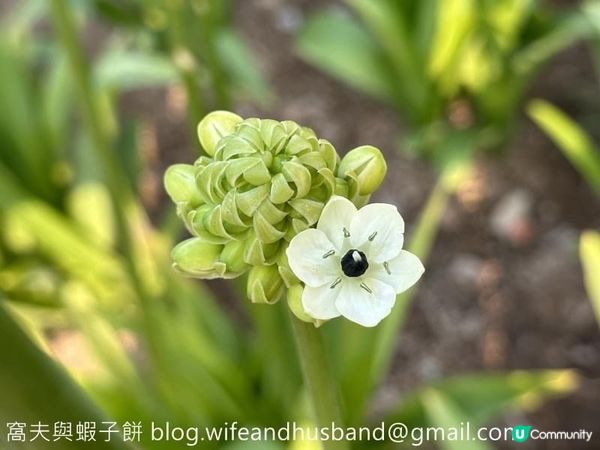 坐港鐵遊香港｜石門站｜安景街公園櫻花以外的驚喜