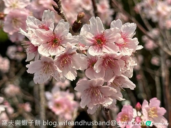 坐港鐵遊香港｜石門站｜安景街公園櫻花以外的驚喜
