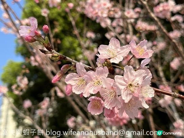 坐港鐵遊香港｜石門站｜安景街公園櫻花以外的驚喜