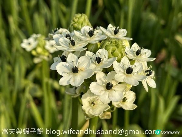 坐港鐵遊香港｜石門站｜安景街公園櫻花以外的驚喜