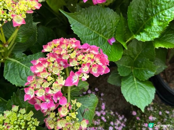 香港賞花 | 維園花展 | 主題花繡球花篇