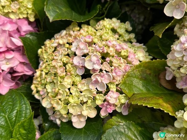 香港賞花 | 維園花展 | 主題花繡球花篇