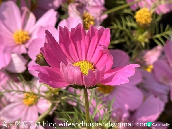 香港賞花 | 維園花展 | 大波斯菊篇