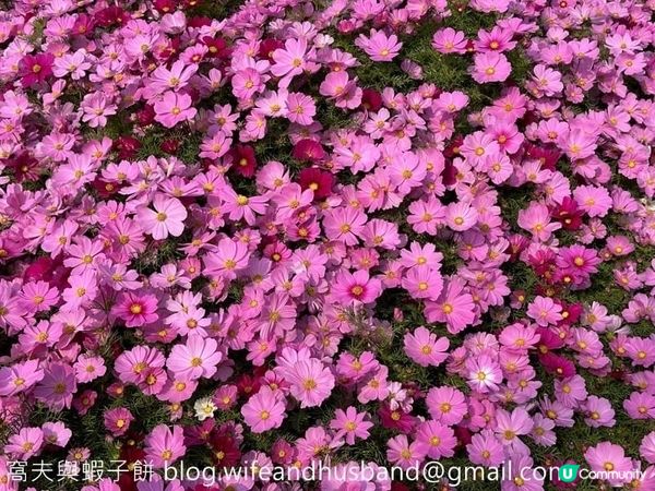 香港賞花 | 維園花展 | 大波斯菊篇