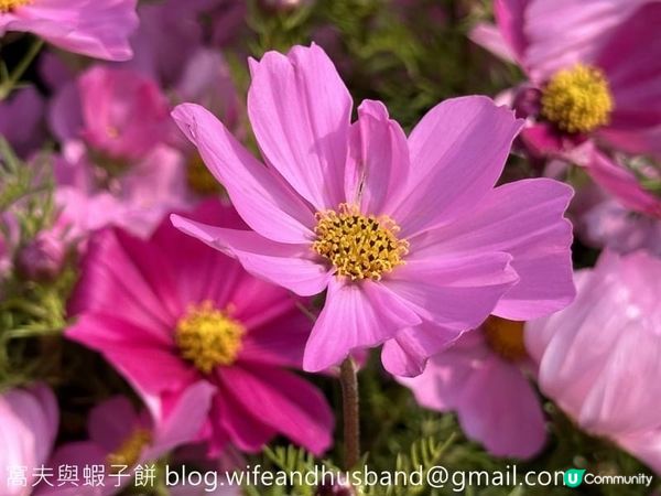 香港賞花 | 維園花展 | 大波斯菊篇