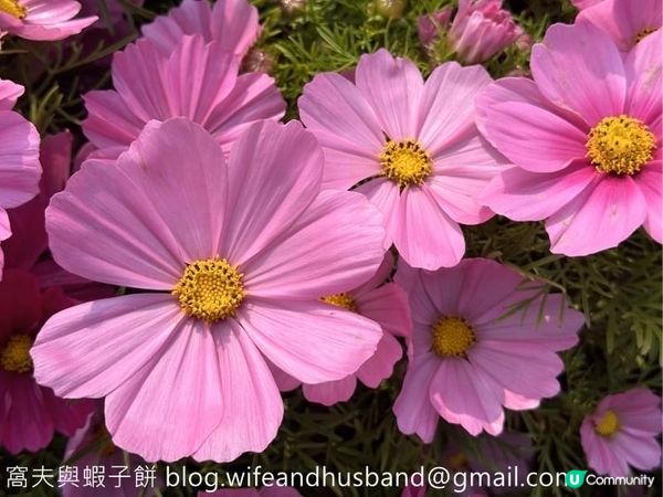 香港賞花 | 維園花展 | 大波斯菊篇