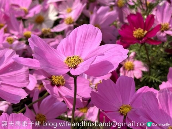 香港賞花 | 維園花展 | 大波斯菊篇