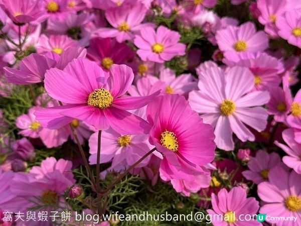 香港賞花 | 維園花展 | 大波斯菊篇