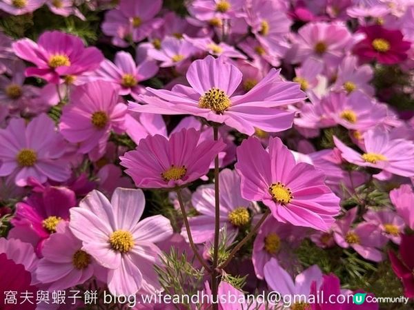 香港賞花 | 維園花展 | 大波斯菊篇