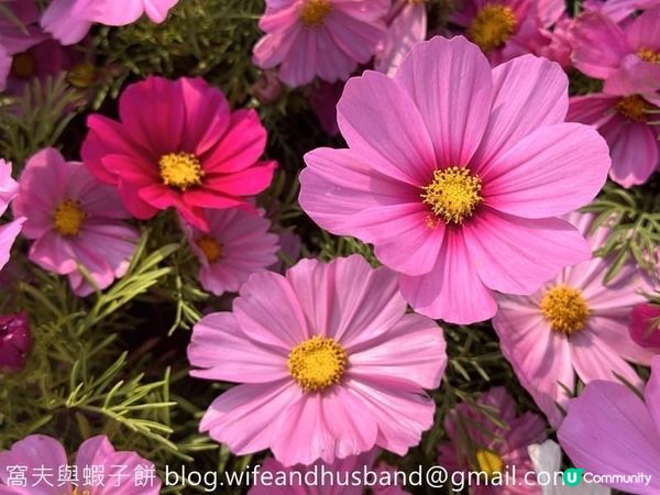 香港賞花 | 維園花展 | 大波斯菊篇